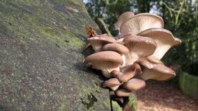 mushroom